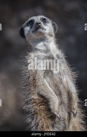 Schließen Sie drei Viertel Porträt der Erdmännchen stehend Leicht lehnte sich zurück nach oben aufrecht Stockfoto