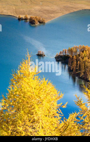 Die gelbe Lärchen und Holz rahmen den Silsersee im Herbst PLAUN DA LEJ Oberengadin Kanton Graubünden Schweiz Europa Stockfoto