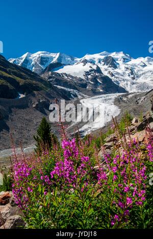 Blumen blühen Weidenröschen (Epilobium) Framing der Gletscher und die schneebedeckten Gipfel der Berninagruppe im Tal des Morteratsch - Engadin, Sw Stockfoto