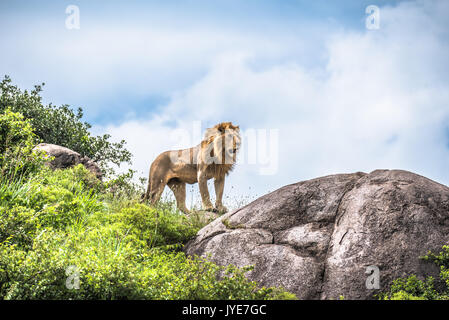 König der Löwen auf felsigen Kopje - Tansania, Afrika Stockfoto