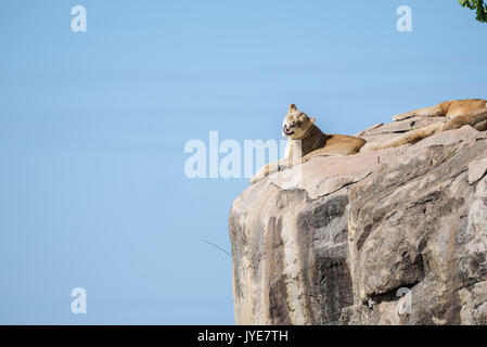 Weibliche Löwin ruht auf einem Felsvorsprung in Tansania, Afrika Stockfoto