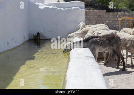 Herde von Ziegen Trinkwasser in ein Wasserloch, neben dem Schloss von La Florida in Andalusien, Spanien Stockfoto