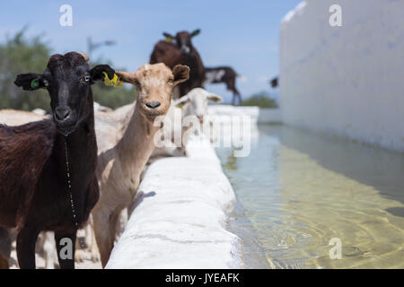 Herde von Ziegen Trinkwasser in ein Wasserloch, neben dem Schloss von La Florida in Andalusien, Spanien Stockfoto