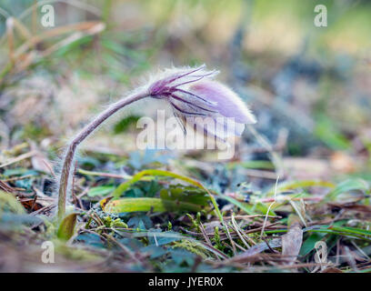 Feder Küchenschelle (Pulsatilla Vernalis), Schweden Stockfoto