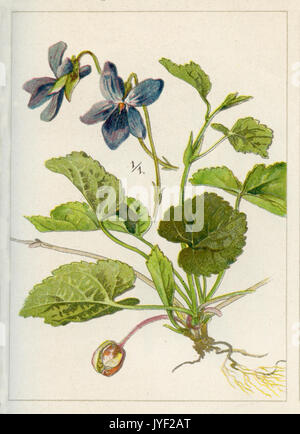 Violett Violett; Holz; sweet Violet, Englisch violett, Violett Stockfoto