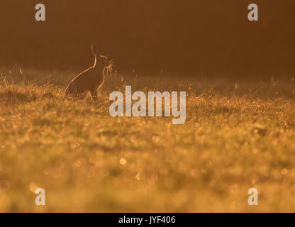 Ein Feldhase (Lepus europaeus) sitzt mit Hintergrundbeleuchtung durch die aufgehende Sonne, Warwickshire Stockfoto