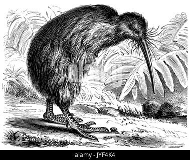 Southern brown Kiwi, tokoeka, oder gemeinsame Kiwi Stockfoto