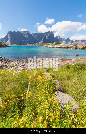 Gelbe Blumen in Blüte Frame das türkisfarbene Meer und das Fischerdorf Sakrisøy Reine Lofoten norwegen Europa Stockfoto