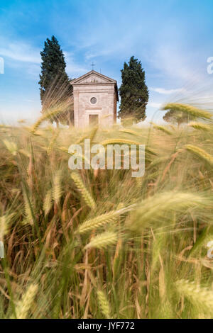 Felder der Ähren auf den sanften grünen Hügeln der Val d'Orcia Provinz Siena Toskana Italien Europa Stockfoto
