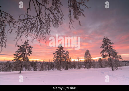 Das rosa leuchtet auf den arktischen Sonnenuntergang der verschneiten Wälder Vennivaara Rovaniemi Lappland Region Finnland Europa Stockfoto