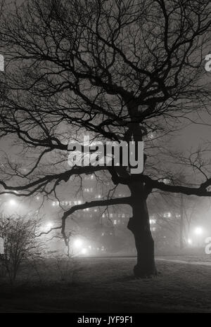 Central Park bei Nacht im Nebel. Silhouetten von Bäumen mit Upper West Side Gebäude leuchtet. Manhattan, New York City Stockfoto