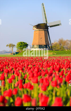 Felder von roten Tulpen umgeben die typische Windmühle Berkmeer Gemeinde Koggenland North Holland Niederlande Europa Stockfoto