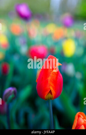 Nahaufnahme der rote Tulpe in der Blüte am Botanischen Garten Keukenhof Lisse South Holland Niederlande Europa Stockfoto