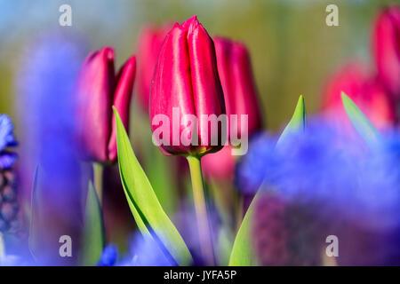 In der Nähe von Rot und Violett Tulpen in Blüte am Botanischen Garten Keukenhof Lisse South Holland Niederlande Europa Stockfoto