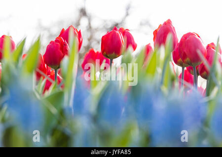 Nahaufnahme der rote Tulpen in Blüte am Botanischen Garten Keukenhof Lisse South Holland Niederlande Europa Stockfoto