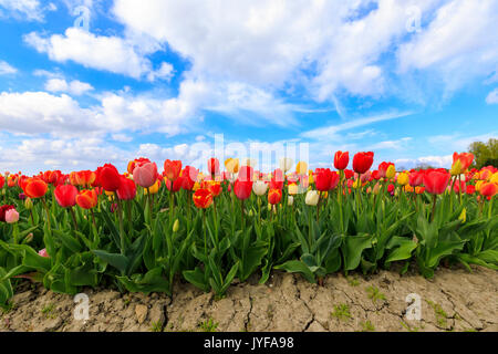 Blauer Himmel und Wolken auf Felder von bunten Tulpen yerseke reimerswaal Provinz Zeeland Holland die Niederlande Europa Stockfoto