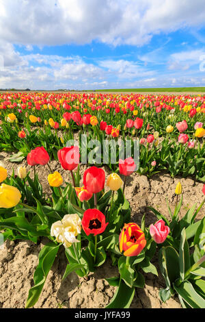 Blauer Himmel und Wolken auf Felder von bunten Tulpen yerseke reimerswaal Provinz Zeeland Holland die Niederlande Europa Stockfoto