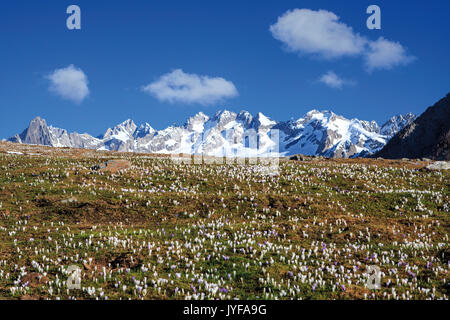 Die schneebedeckten Gipfel des Crocus alpe Granda Provinz Sondrio Masino Tal Veltlin blühenden Lombardei Italien Europa Stockfoto