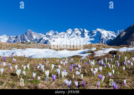 Bunte Krokusse in Wiesen von schneebedeckten Gipfeln umrahmt Alpe granda Provinz Sondrio Masino Tal Veltlin lombardei Italien Europa Stockfoto