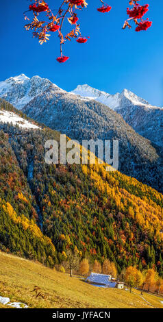 Die lebhaften Farben in die herbstliche Landschaft Der albaredo Tal der Bitto: die reiche Orange und Rot der Bäume im Gegensatz zu den w Stockfoto