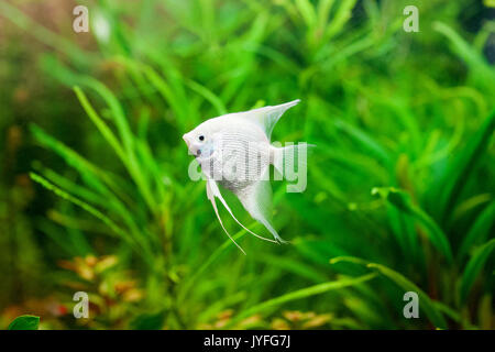 Angelfish in ihrem natürlichen Lebensraum. Scalare. Hochauflösendes Foto. Stockfoto