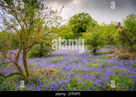 Dunkle Regenwolken hängen über einem Feld mit einem Teppich der bluebells in voller Blüte in Woodbury Common, England, Großbritannien Stockfoto