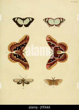 Dieser Eintrag aus dem Buch „de uitlandsche kapellen“ enthält eine Zeichnung und gibt Einblicke in die Lepidoptera, wobei der Schwerpunkt auf Schmetterlingen aus Suriname liegt. Das Werk ist Teil einer größeren Sammlung über exotische Arten und ihre Darstellung in der Kunst. Stockfoto