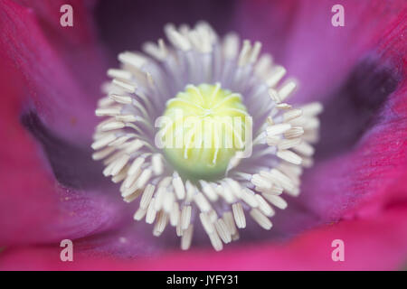 Schlafmohn (Papaver somniferum), Emsland, Niedersachsen, Deutschland Stockfoto