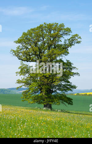 Alte englische Eiche (Quercus robur), einsamer Baum, Thüringen, Deutschland Stockfoto