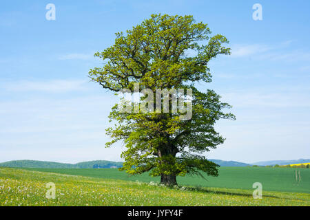 Alte englische Eiche (Quercus robur), einsamer Baum, Thüringen, Deutschland Stockfoto