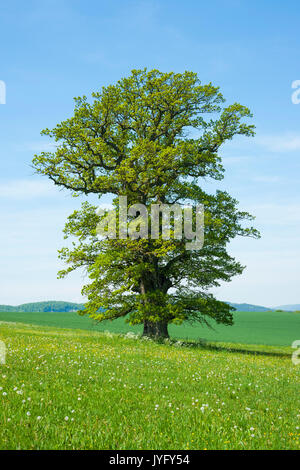 Alte englische Eiche (Quercus robur), einsamer Baum, Thüringen, Deutschland Stockfoto
