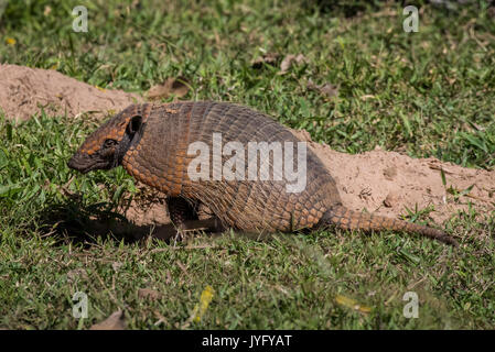 Big hairy Armadillo (Chaetophractus Villosus), Pantanal, Mato Grosso do Sul, Brasilien Stockfoto