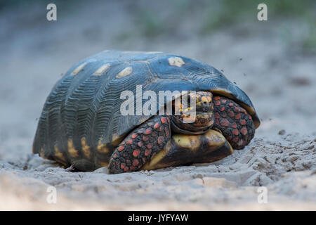 Red-footed Schildkröte (Chelonoides carbonaria), Pantanal, Mato Grosso do Sul, Brasilien Stockfoto