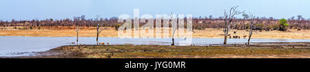 Gemeinsame Impala; afrikanische Büffel; chacma Baboon im Krüger Nationalpark, Südafrika Stockfoto