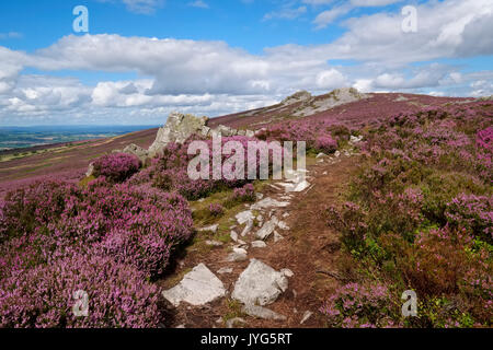 Ein steiniger Weg durch lila Heidekraut auf der Stiperstones, Shropshire, England, Großbritannien Stockfoto