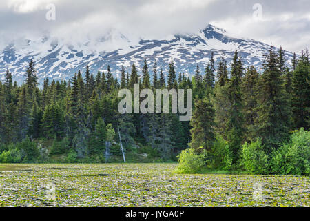 Chugach National Forest, Fluss, Teich, Seward, Kenai Halbinsel, Alaska, USA Stockfoto