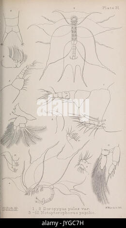 Eine Monographie der Freien und Halb parasitäre Copepoda der Britischen Inseln (Platte XXXI) (7636969104) Stockfoto