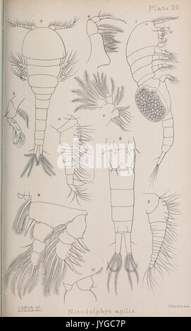 Eine Monographie der Freien und Halb parasitäre Copepoda der Britischen Inseln (Platte XXVI) (7636964968) Stockfoto