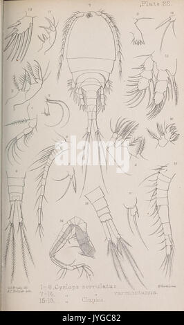 Eine Monographie der Freien und Halb parasitäre Copepoda der Britischen Inseln (Platte XXII) (7636960098) Stockfoto