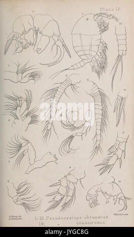 Eine Monographie der Freien und Halb parasitäre Copepoda der Britischen Inseln (Platte XII) (7636952566) Stockfoto