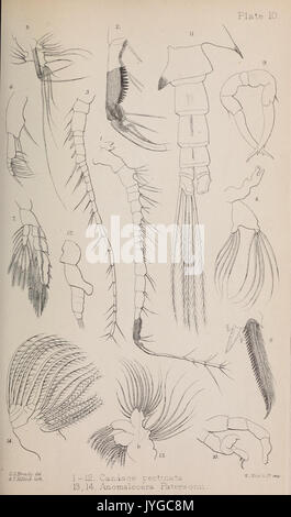 Eine Monographie der Freien und Halb parasitäre Copepoda der Britischen Inseln (Platte X) (7636950518) Stockfoto