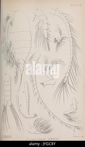 Eine Monographie der Freien und Halb parasitäre Copepoda der Britischen Inseln (Platte IV) (7636946956) Stockfoto