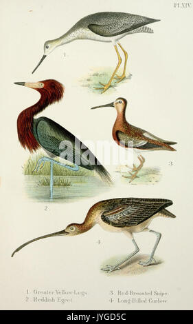 Ein beliebtes Handbuch der Vögel von den Vereinigten Staaten und Kanada (PL. XIV) (7030034521) Stockfoto