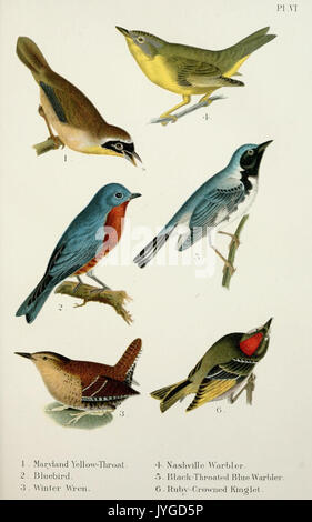 Ein beliebtes Handbuch der Vögel von den Vereinigten Staaten und Kanada (PL. VI) (7030031703) Stockfoto