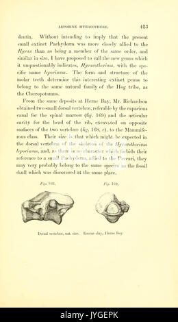 Eine Geschichte der Britischen fossiler Säugetiere und Vögel (Seite 423) BHL 13194275 Stockfoto