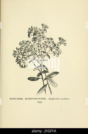 Eine Illustration von Wildblumen aus einem botanischen Führer mit detaillierten Darstellungen verschiedener Arten, wie auf Seite 253, Platte CXXXII. Zu sehen. Stockfoto