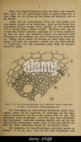 Abhandlungen herausgegeben vom Naturwissenschaftlichen Verein zu Bremen (Seite 5) BHL 45784989 Stockfoto