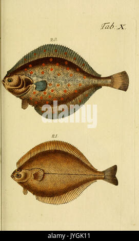 Abbildung und Beschreibung der Fische (Tab. X) BHL 6232287 Stockfoto