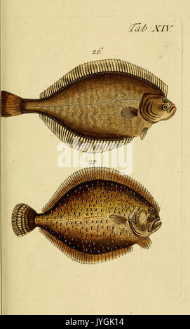 Abbildung und Beschreibung der Fische (Tab. XIV) BHL 6232295 Stockfoto