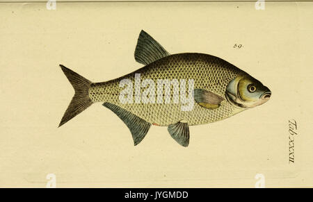 Abbildung und Beschreibung der Fische (Tab. XXXII) BHL 6232329 Stockfoto